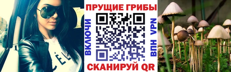 Галлюциногенные грибы Psilocybine cubensis Назарово
